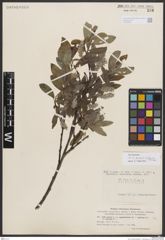 Foto von Salix borealis Fr. x Salix glauca var. appendiculata Wahlenb.